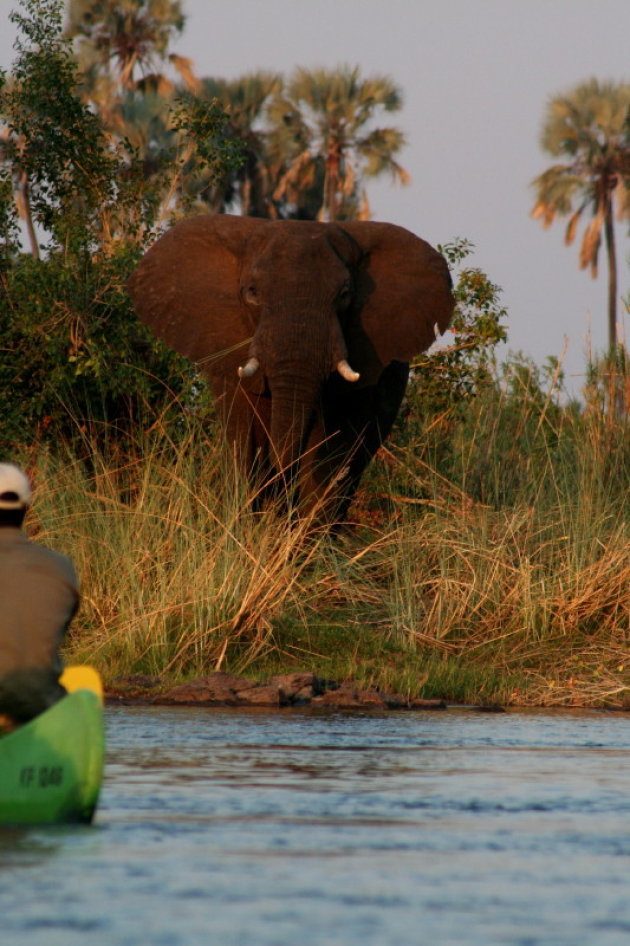 olifant tijdens kanotocht