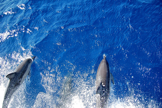 Wilde dolfijnen in de zee