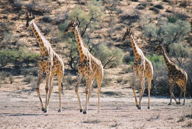 Giraffes in Kgalagadi Transforntier Park