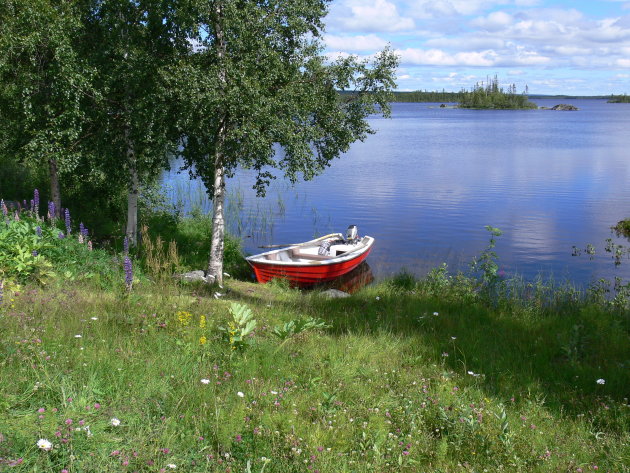 meertje in de buurt van Kiruna