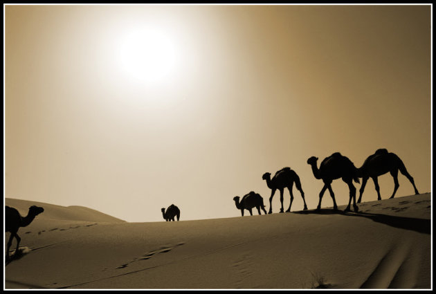 Camels..
