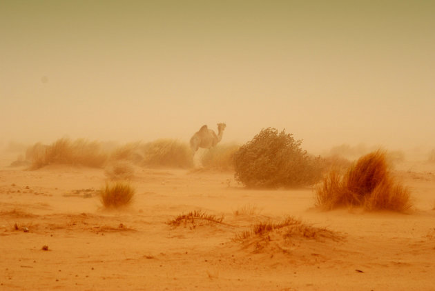 Woestijnstorm