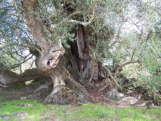 Zeer oude boom