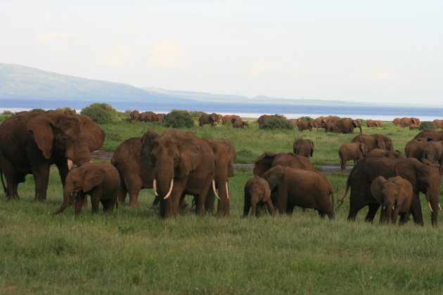 Olifanten in Lake Manyara NP