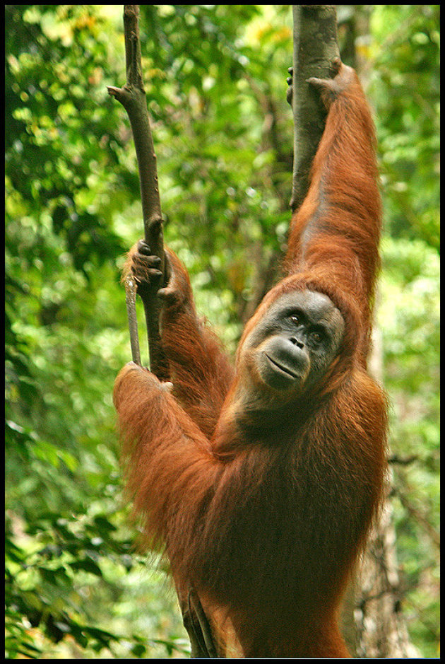 Oerang Oetang in de Jungle te Sumatra
