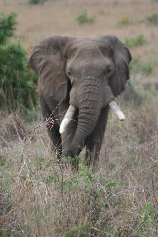 1 olifant