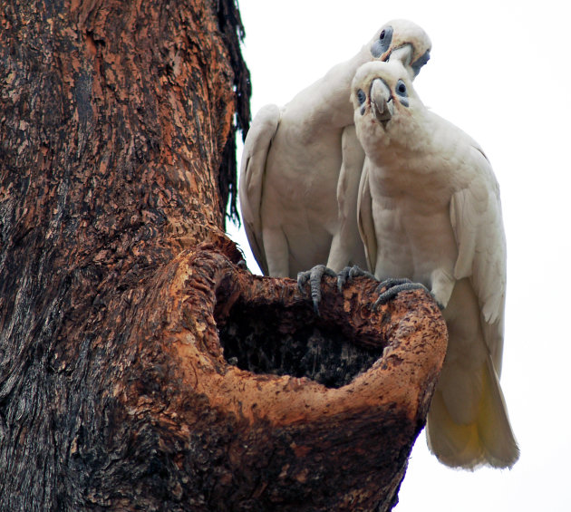 Rosella paartje bij hun nest