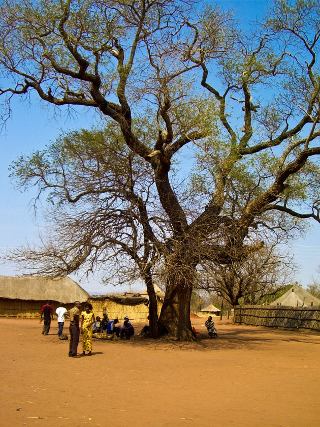 Dr. Livingstone Tree