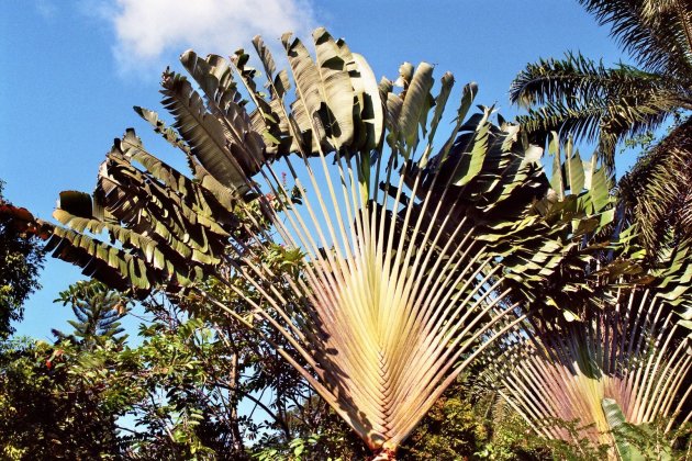 waaier palm