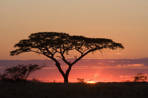 Africa: Acacia by sunset