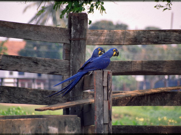 De blue Macaw in de Pantanal