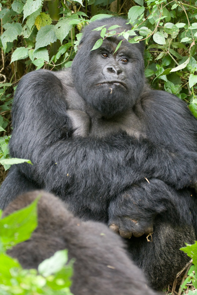 Guhonda, de grootste gekende gorilla
