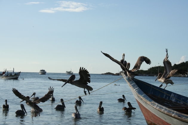 Pelikanen als goddelijke dienaren
