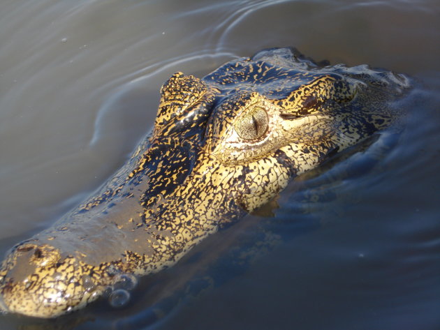 Alligator - Pantanal