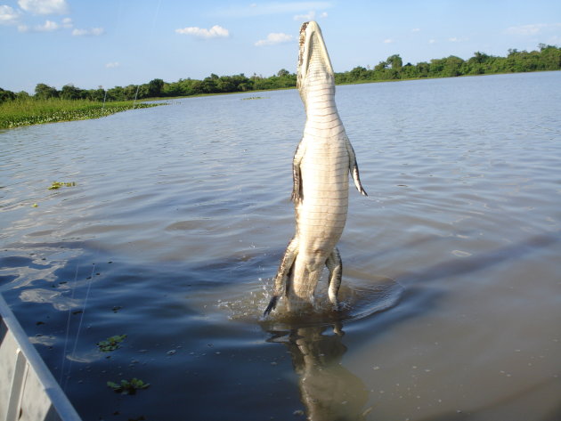 'See you later Alligator' - Pantanal