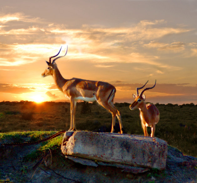 Impala's in het zonlicht