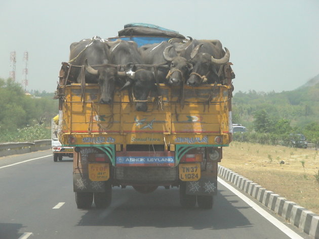 Koeienvervoer in Vijayawada