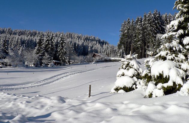Schönwald im winter