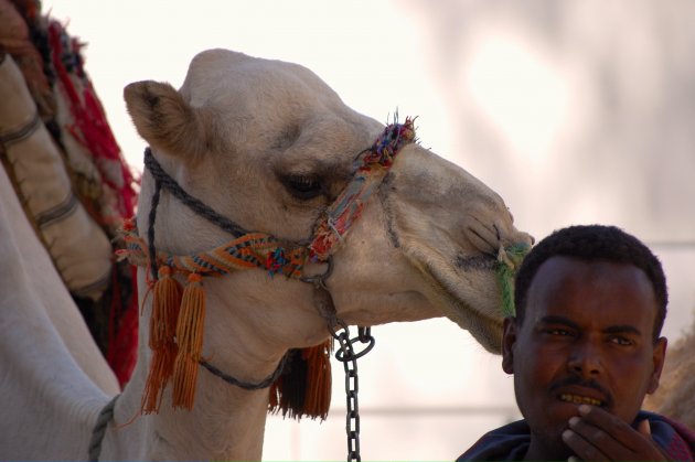 man en kameel