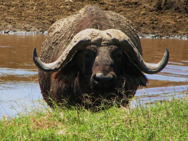 buffel 