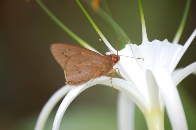 Vlinder, Khao Sok Nationaal Park