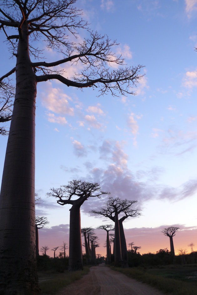Baobab Avenue