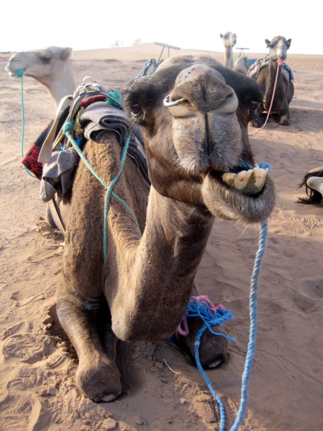 Herkauwende kameel