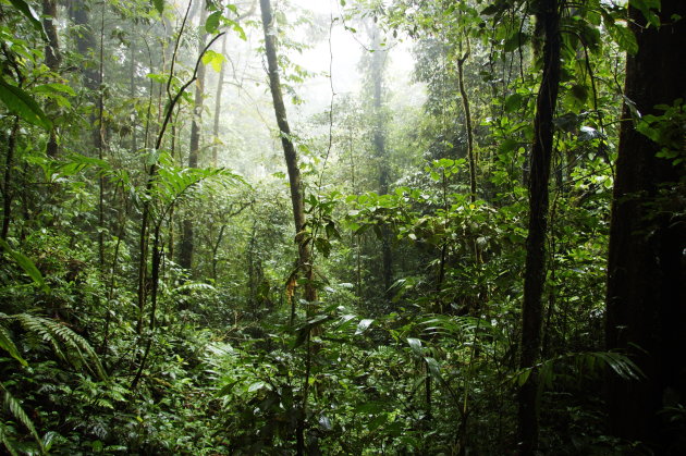 Monteverde - nevelwoud