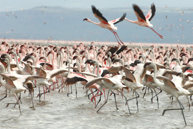flamingo's in lake Nakuru