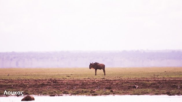 Eenzaam Wildebeest Lake Manyara
