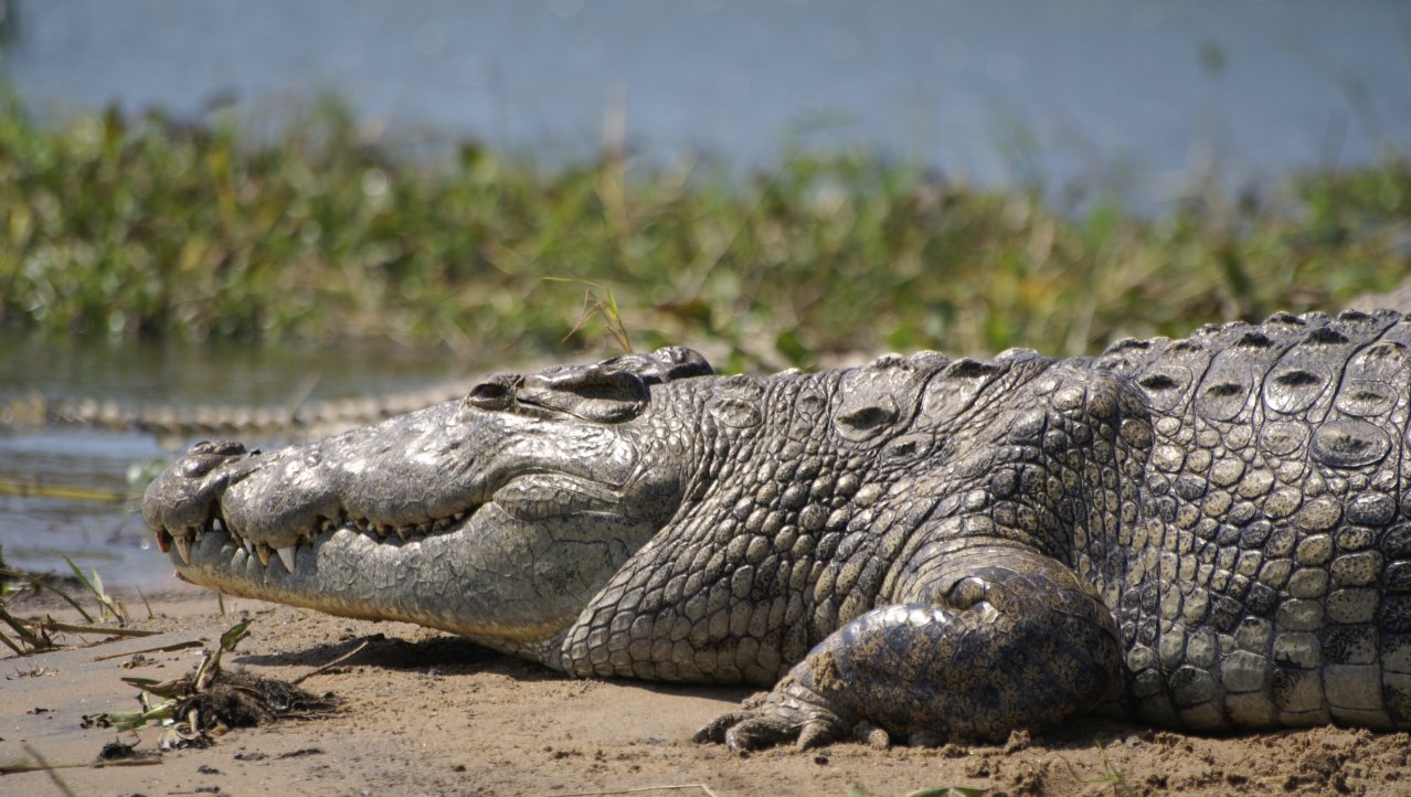 2007 crocodil