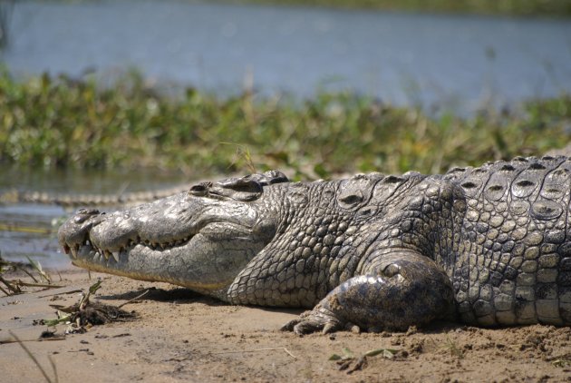 2007 crocodil