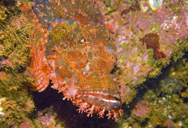 close up Scorpionfish