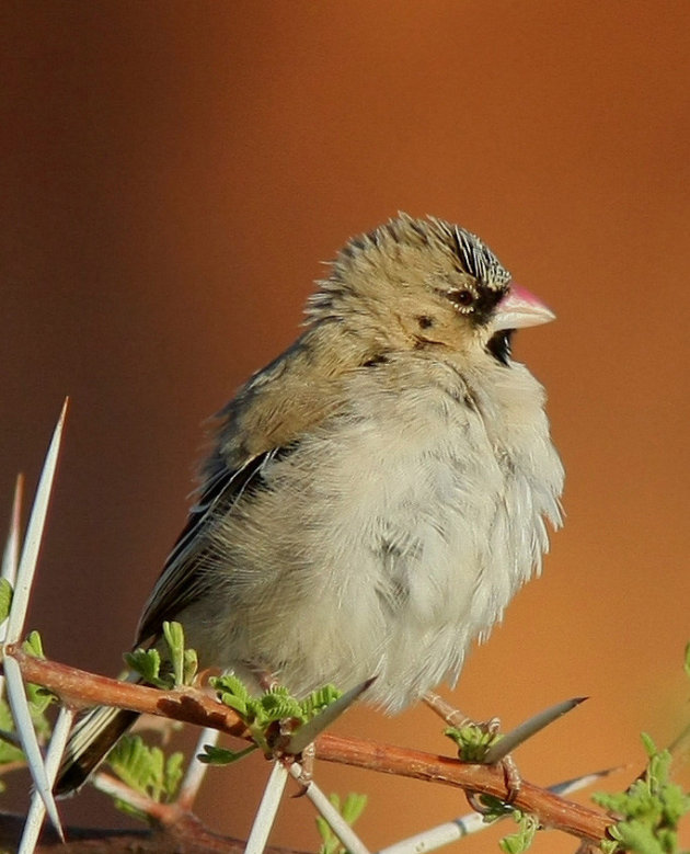  Scaly-feathered Finch 