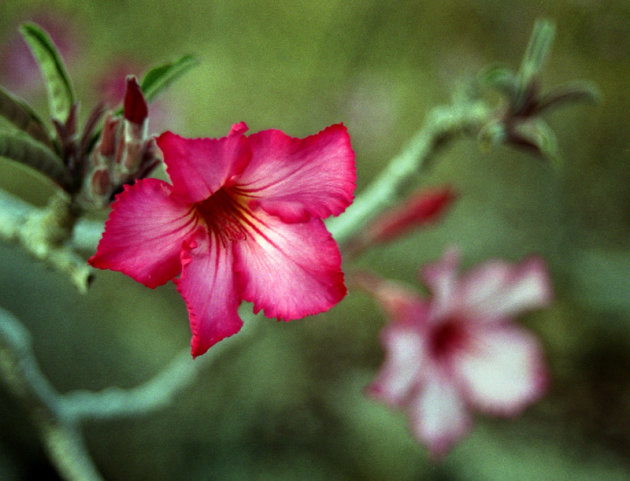 Tonga Hill Flower