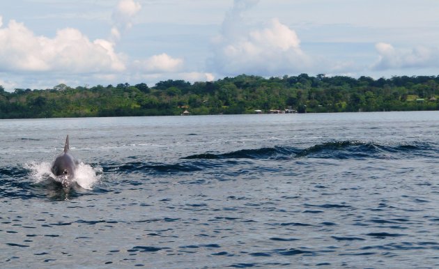 Dolfijn in Bocas Del Toro