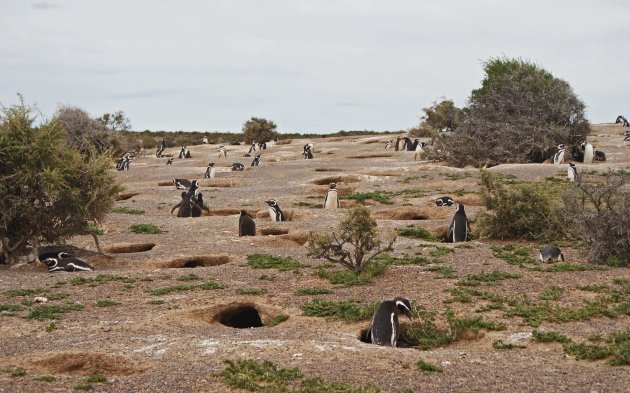 Pinguins in hun habitat