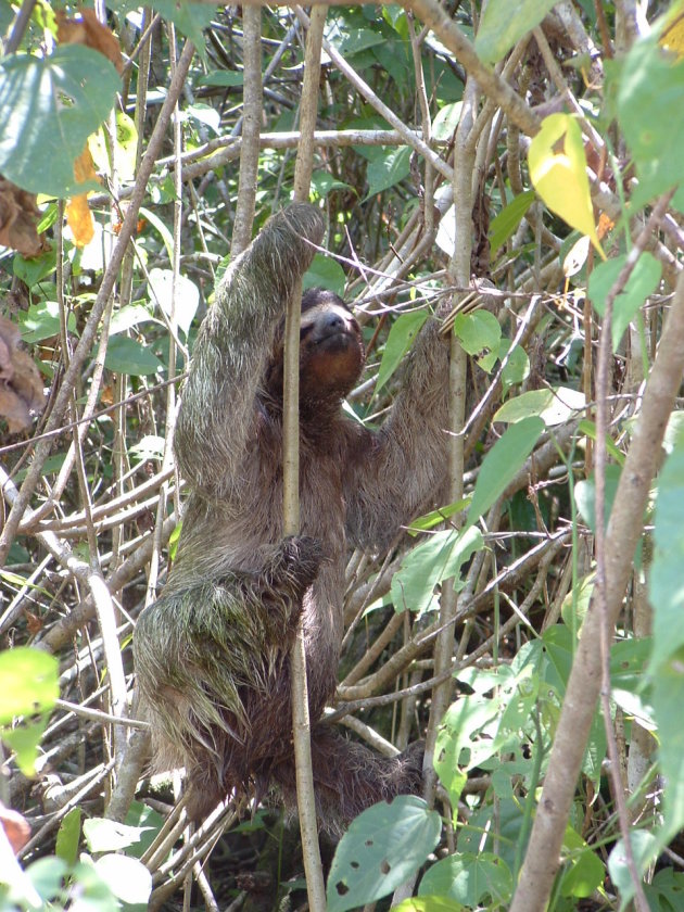 Een luiaard in Costa Rica