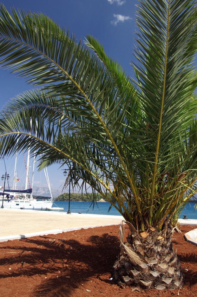 Palmboom in haven Lefkas stad