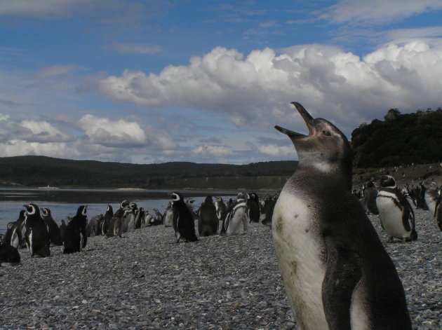 Magallanes pinguin
