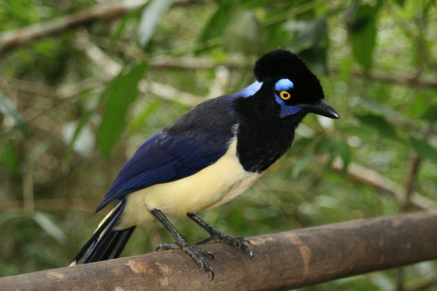 Blue crested jay