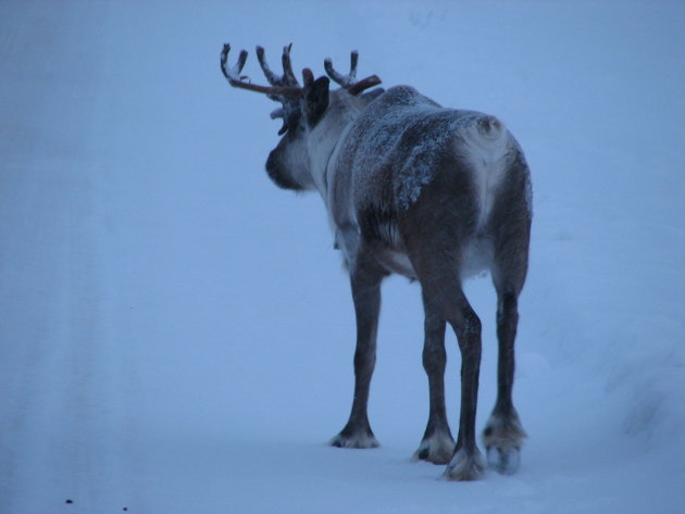 Eenzame eland in de sneeuw in Lapland