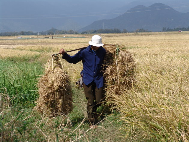rijst oogsten
