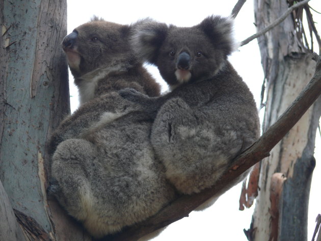 Koala's op Kangaroo Island