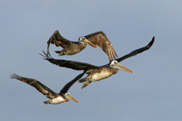 Drie pelikanen
