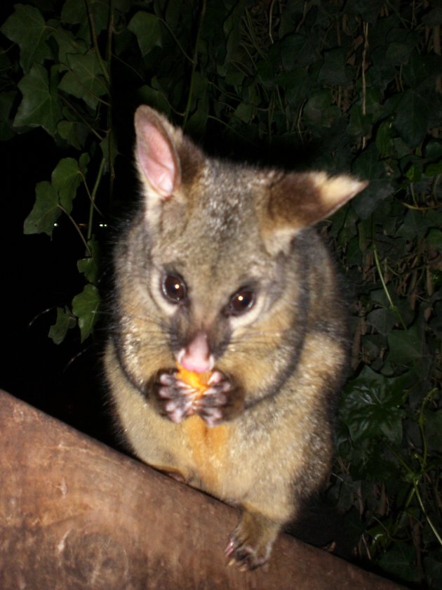 Feed the possums!!!