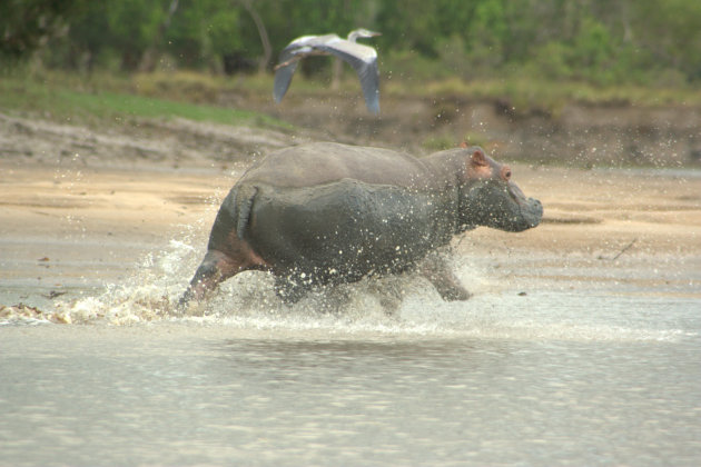 rennende nijlpaard