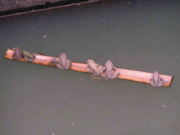 Coscojuela de Sobrarbe - Kikkers in wankel evenwicht in betonnen waterput