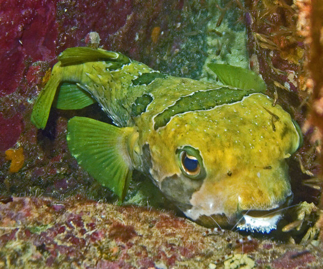 Porkeypinefish