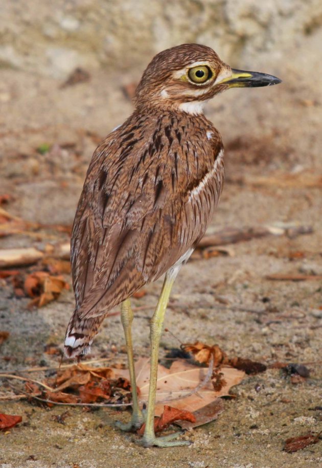 spotted thick-knee